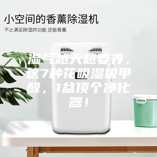 濕氣越大越要養(yǎng)，這7種花吸濕吸甲醛，1盆頂個凈化器！